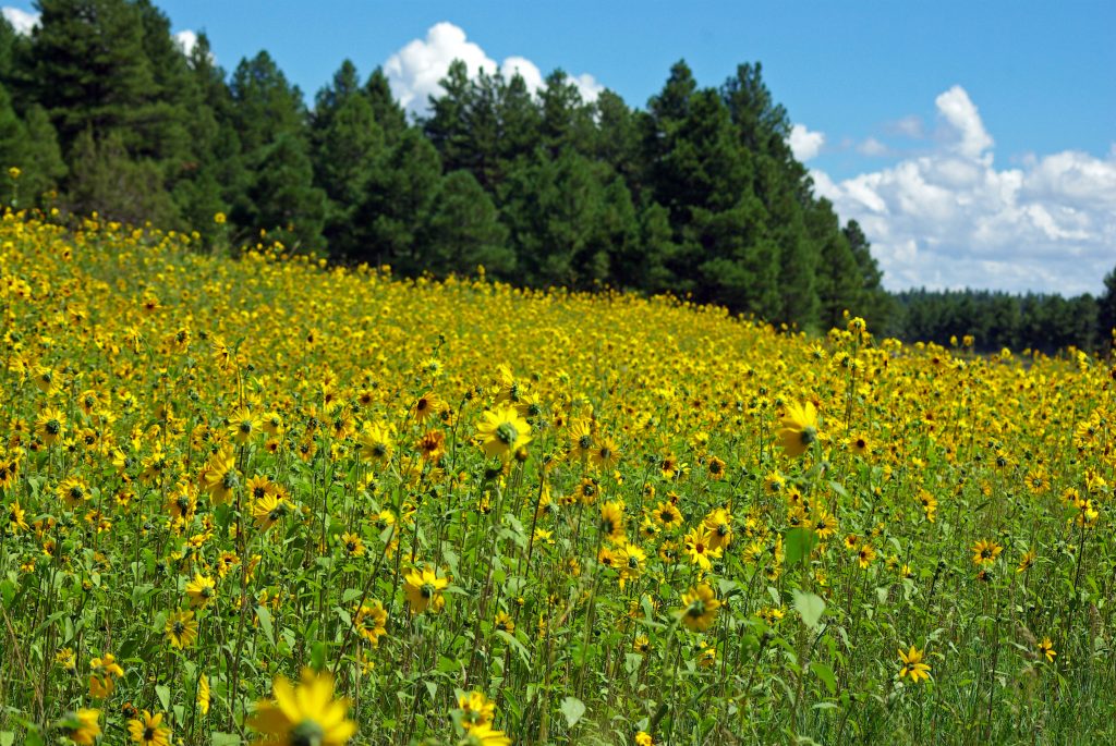 Wide natural landscape used for testing large featured image layouts.
