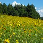 Wide natural landscape used for testing large featured image layouts.